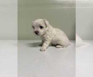 Maltipoo-Poodle (Toy) Mix Puppy for sale in MODESTO, CA, USA