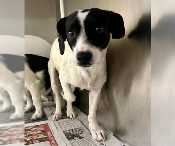 Medium Photo #5 Parson Russell Terrier-Unknown Mix Puppy For Sale in Chandler, AZ, USA