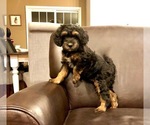 Small Photo #1 Bernedoodle-Miniature Bernedoodle Mix Puppy For Sale in CHESILHURST, NJ, USA