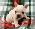 Small Photo #14 French Bulldog Puppy For Sale in BOLIVAR, MO, USA
