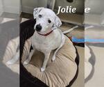 JOLIE - Female Dalmatian-Unknown Mix Dog for Adoption - Small photo