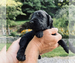 Small Photo #7 Goldendoodle Puppy For Sale in FERGUSON, NC, USA