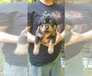 Rottweiler Puppy for sale in SAINT LEONARD, MD, USA