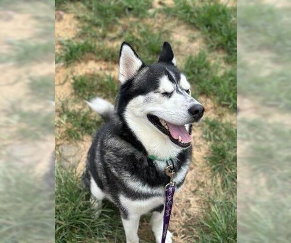 Medium Photo #10 Huskies -Unknown Mix Puppy For Sale in Brewster, NY, USA