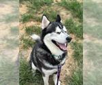 Small #9 Huskies  Mix