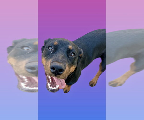 Medium Photo #2 Rottweiler Puppy For Sale in Gilbert, AZ, USA