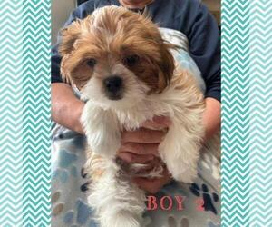 Japanese Chin-Shorkie Tzu Mix Puppy for sale in FALL CREEK, WI, USA