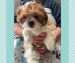 Small Japanese Chin-Shorkie Tzu Mix