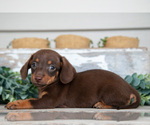 Small #2 Dachshund