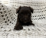Small Photo #6 Schnauzer (Miniature) Puppy For Sale in KILLEEN, TX, USA