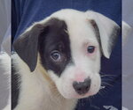 Small Photo #2 American Staffordshire Terrier-Border Collie Mix Puppy For Sale in Huntley, IL, USA