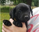 Small #4 Labrador Retriever