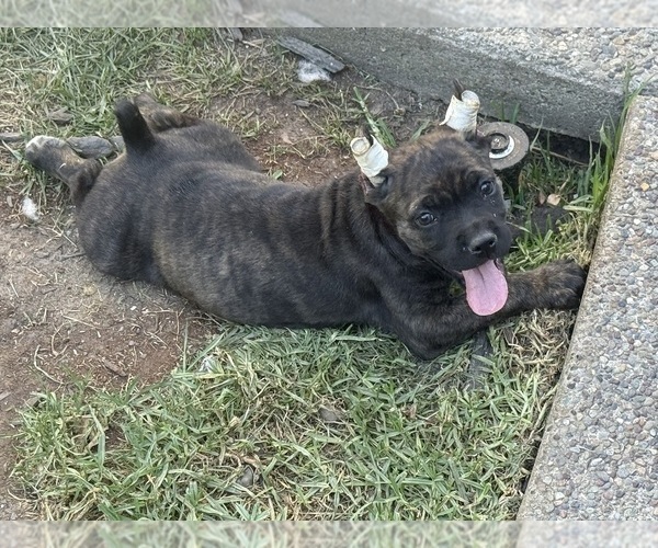 Medium Photo #21 Cane Corso Puppy For Sale in LIVERMORE, CA, USA