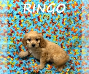 Cavapoo Puppy for sale in HARTLAND, MN, USA