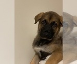 Small Photo #19 German Shepherd Dog Puppy For Sale in FALMOUTH, VA, USA