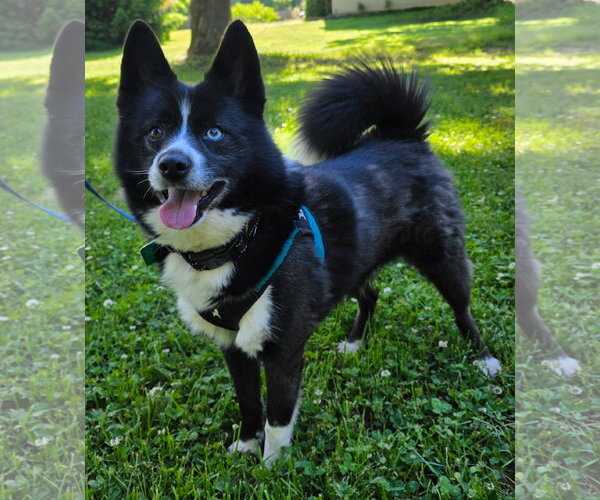 Medium Photo #2 Pomsky Puppy For Sale in Clarkston, MI, USA