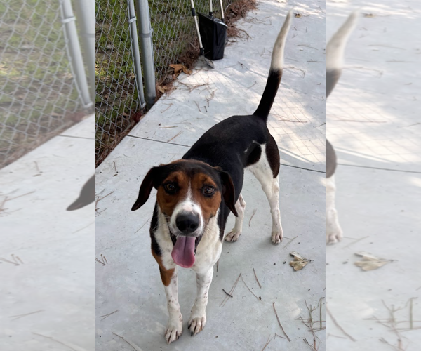 Medium Photo #2 Mutt Puppy For Sale in Oakhurst, NJ, USA