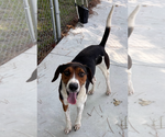 Small #1 Mutt