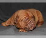 Puppy Puppy 3 Male Dogue de Bordeaux