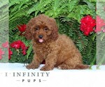 Small Cavapoo
