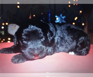 Sheepadoodle Puppy for sale in COTTONWD HGTS, UT, USA