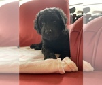Small Photo #24 Golden Mountain Doodle  Puppy For Sale in FORT SMITH, AR, USA