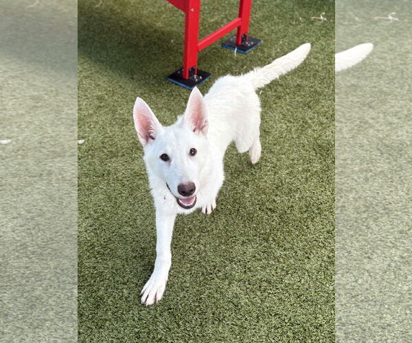 Medium Photo #3 Siberian Husky-Unknown Mix Puppy For Sale in Woodbury, NY, USA
