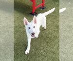 Small #2 Siberian Husky Mix