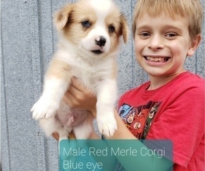 Pembroke Welsh Corgi Puppy for sale in MILTON, WI, USA
