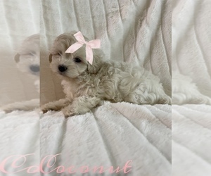 Maltipoo Puppy for Sale in VIRGINIA BEACH, Virginia USA