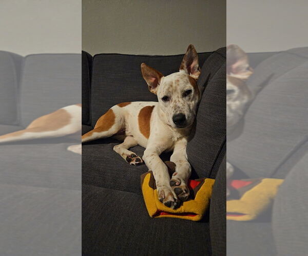 Medium Photo #10 Mutt Puppy For Sale in Lakewood, CO, USA