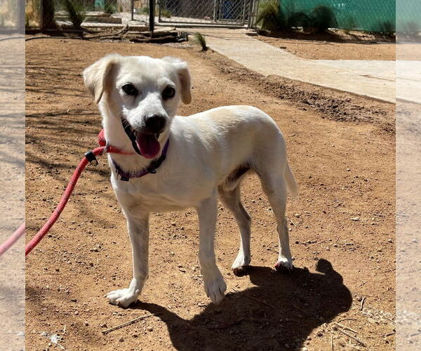 Medium Photo #13 Beagle-Chihuahua Mix Puppy For Sale in Apple Valley, CA, USA