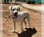 Small #12 Beagle-Chihuahua Mix