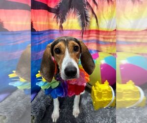 Treeing Walker Coonhound Dogs for adoption in Blacksburg, SC, USA