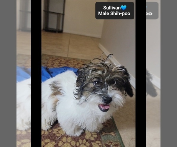 Medium Photo #4 ShihPoo Puppy For Sale in TUCSON, AZ, USA