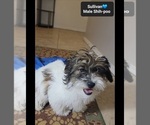 Small #3 ShihPoo