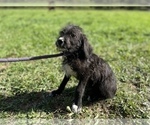 Small Photo #2 Labradoodle Puppy For Sale in NEOLA, WV, USA