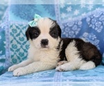 Small Photo #6 Saint Bernard Puppy For Sale in LANCASTER, PA, USA