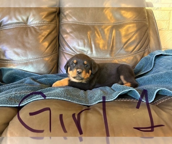 Medium Photo #15 Rottweiler Puppy For Sale in LAFAYETTE, IN, USA