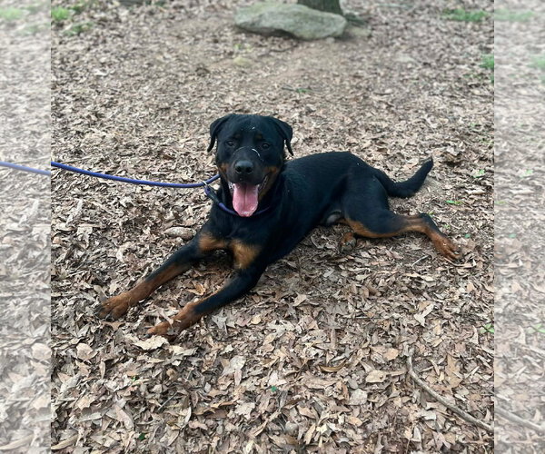 Medium Photo #2 Rottweiler Puppy For Sale in Hillsboro, NH, USA
