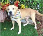 Small Mastiff Mix