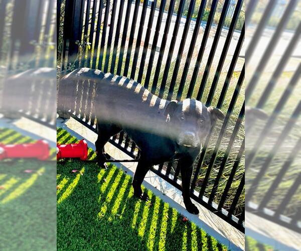 Medium Photo #2 Labrador Retriever-Unknown Mix Puppy For Sale in Baytown, TX, USA