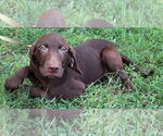 Small #1 Labrador Retriever Mix