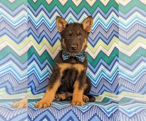 German Shepherd Dog Puppy for sale in KIRKWOOD, PA, USA