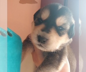 Goberian Dog for Adoption in WARREN, Ohio USA
