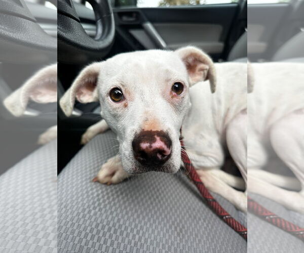 Medium Photo #4 American Bulldog-Unknown Mix Puppy For Sale in Newport Beach, CA, USA