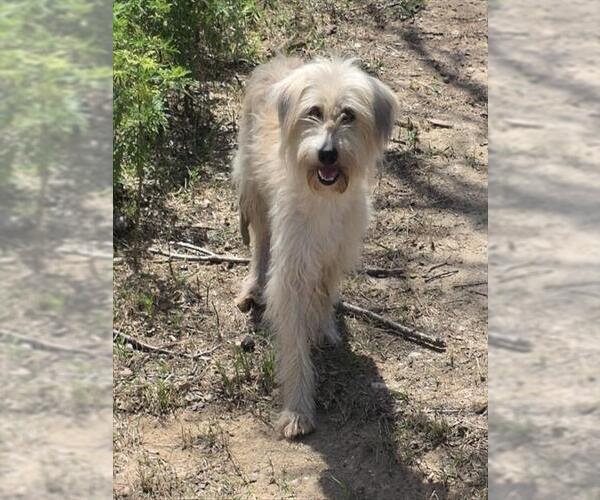 Medium Photo #1 Mutt Puppy For Sale in Conroe, TX, USA