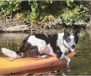 Gypsy Rose - Female Mutt Dog for Adoption - Photo #3