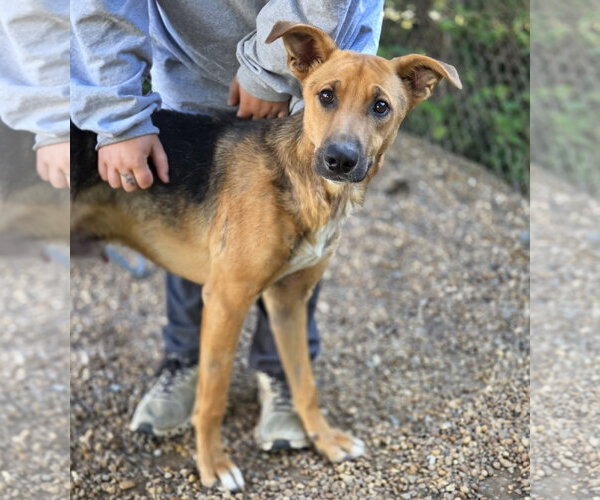 Medium Photo #3 German Shepherd Dog-Unknown Mix Puppy For Sale in Anniston, AL, USA