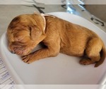 Small Photo #5 Goldendoodle (Miniature) Puppy For Sale in MANALAPAN, NJ, USA